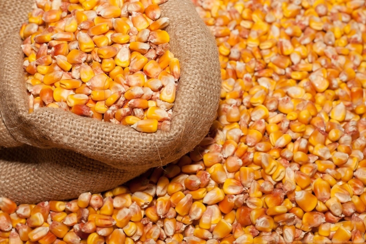 Yellow Maize