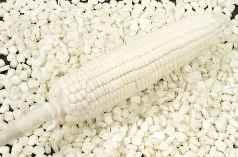 White Maize