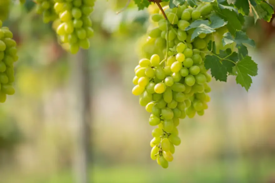 Grapes
