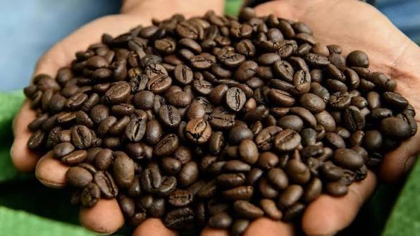 Robusta Coffee Beans
